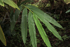 Elettaria cardamomum